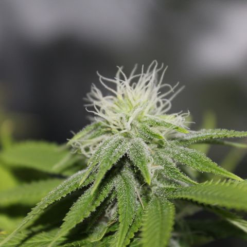 Caramel Apple Fritterz growlog timeline photo