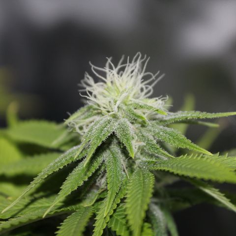 Caramel Apple Fritterz growlog timeline photo