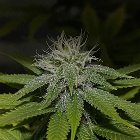 Caramel Apple Fritterz growlog timeline photo