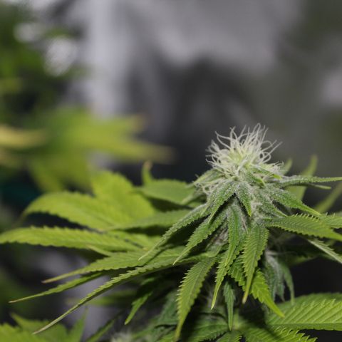Caramel Apple Fritterz growlog timeline photo