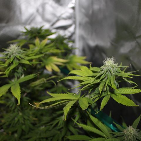 Caramel Apple Fritterz growlog timeline photo