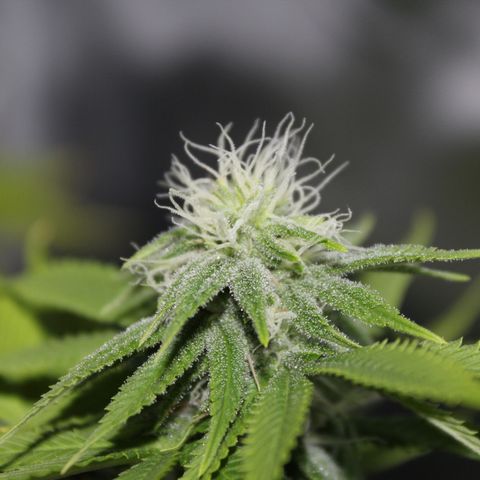 Caramel Apple Fritterz growlog timeline photo