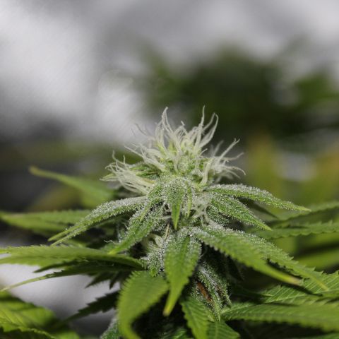 Caramel Apple Fritterz growlog timeline photo