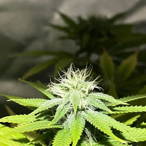 Caramel Apple Fritterz growlog timeline photo