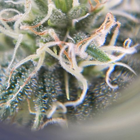 Caramel Apple Fritterz growlog timeline photo