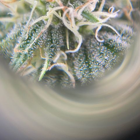Caramel Apple Fritterz growlog timeline photo