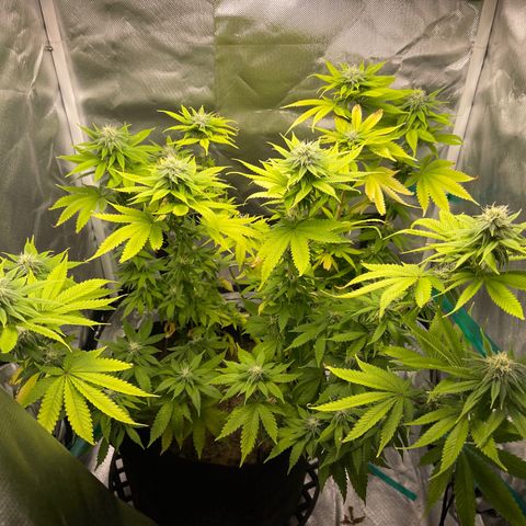 Caramel Apple Fritterz growlog timeline photo