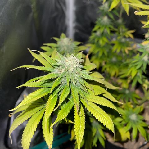 Caramel Apple Fritterz growlog photo: Almost time for harvest