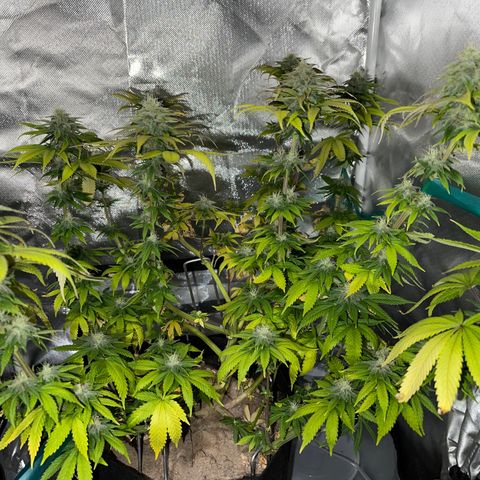 Caramel Apple Fritterz growlog photo: Almost time for harvest