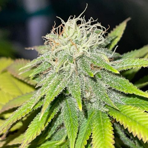 Caramel Apple Fritterz growlog photo: Almost time for harvest
