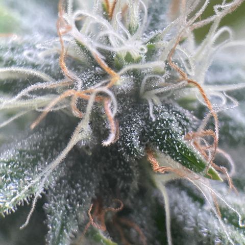 Caramel Apple Fritterz growlog timeline photo