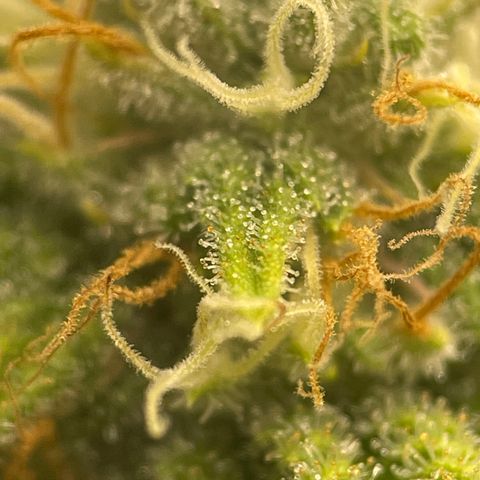 Caramel Apple Fritterz growlog timeline photo