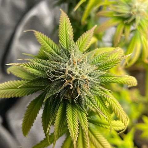 Caramel Apple Fritterz growlog photo: Almost time for harvest