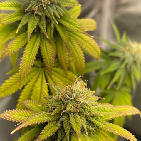 Caramel Apple Fritterz growlog photo: Almost time for harvest