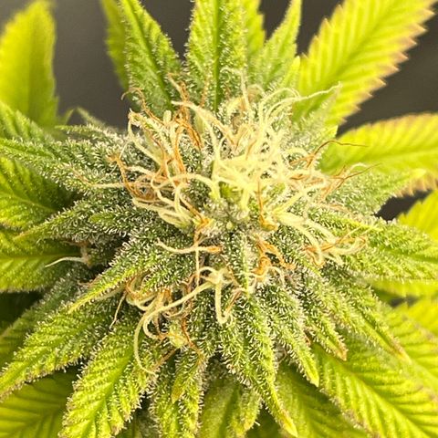 Caramel Apple Fritterz growlog photo: Almost time for harvest