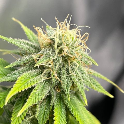 Caramel Apple Fritterz growlog photo: Almost time for harvest