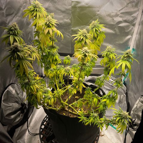 Caramel Apple Fritterz growlog photo: Almost time for harvest