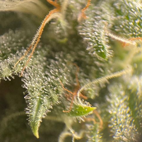 Caramel Apple Fritterz growlog timeline photo