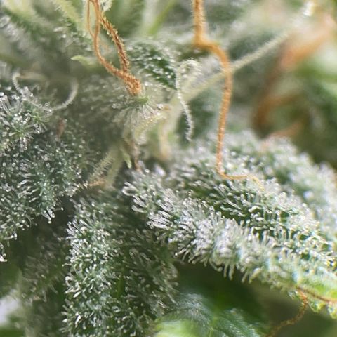 Caramel Apple Fritterz growlog timeline photo