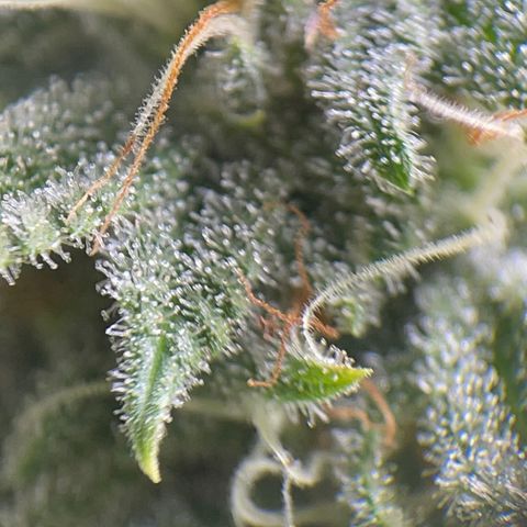 Caramel Apple Fritterz growlog timeline photo