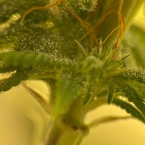 Caramel Apple Fritterz growlog timeline photo