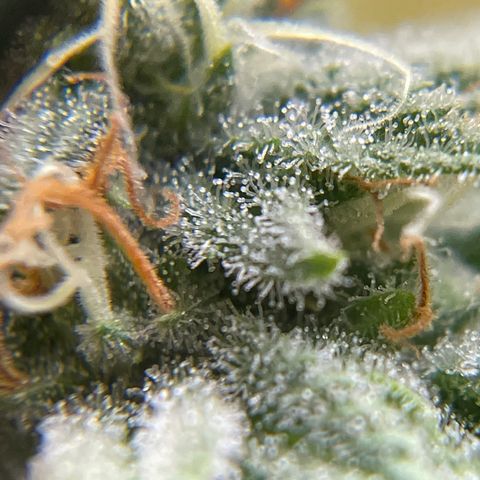 Caramel Apple Fritterz growlog timeline photo