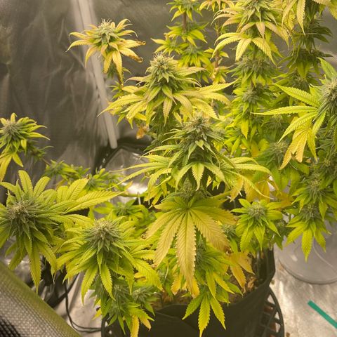 Caramel Apple Fritterz growlog timeline photo
