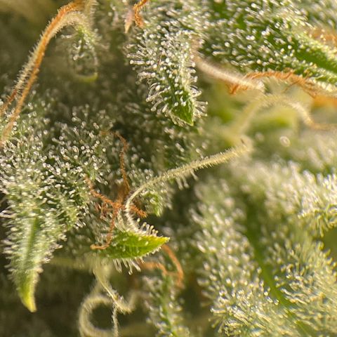 Caramel Apple Fritterz growlog timeline photo