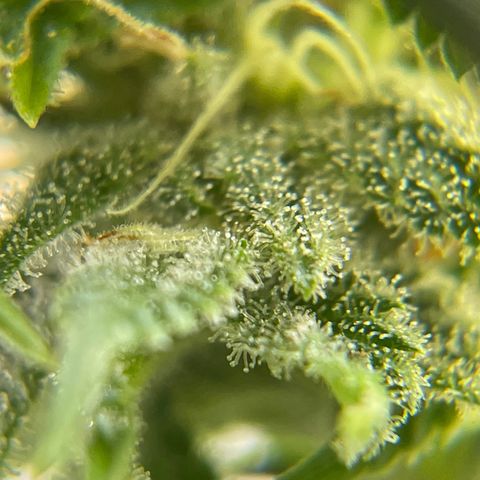 Caramel Apple Fritterz growlog timeline photo
