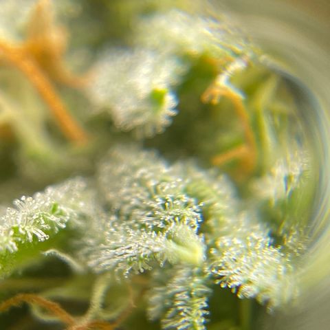Caramel Apple Fritterz growlog timeline photo