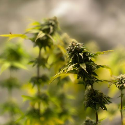 Caramel Apple Fritterz growlog timeline photo
