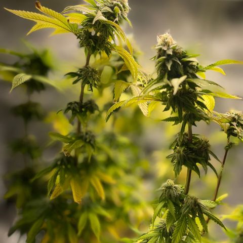 Caramel Apple Fritterz growlog timeline photo