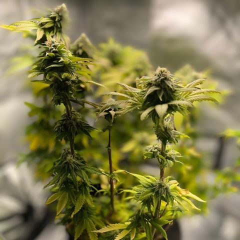 Caramel Apple Fritterz growlog timeline photo