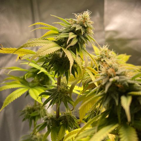 Caramel Apple Fritterz growlog timeline photo