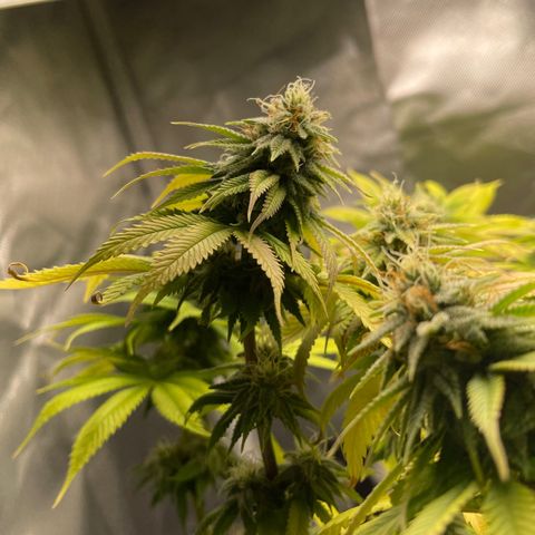 Caramel Apple Fritterz growlog timeline photo