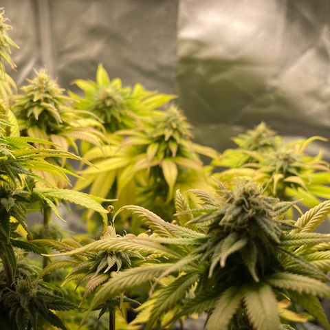 Caramel Apple Fritterz growlog timeline photo