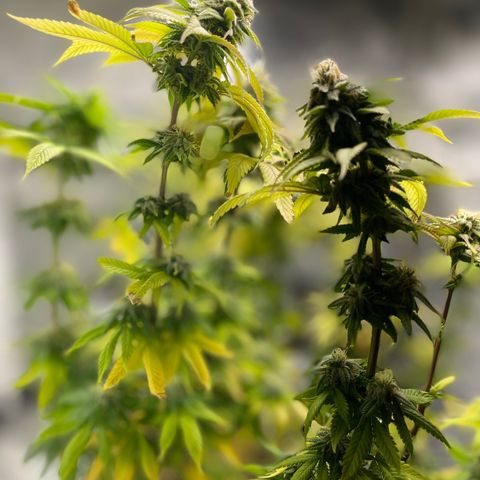 Caramel Apple Fritterz growlog timeline photo