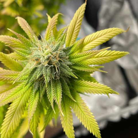 Caramel Apple Fritterz growlog timeline photo
