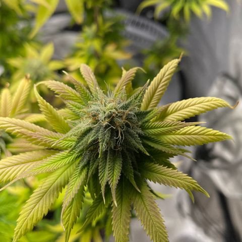 Caramel Apple Fritterz growlog timeline photo