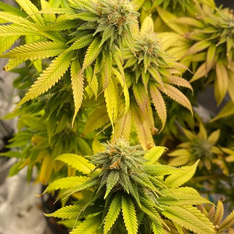 Caramel Apple Fritterz growlog timeline photo