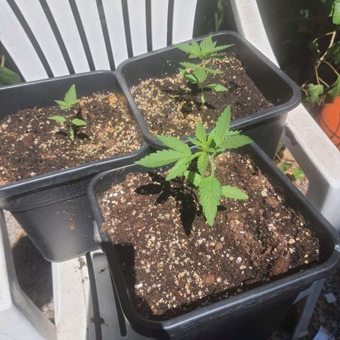 White Widow XXL Autoflowering growlog timeline photo
