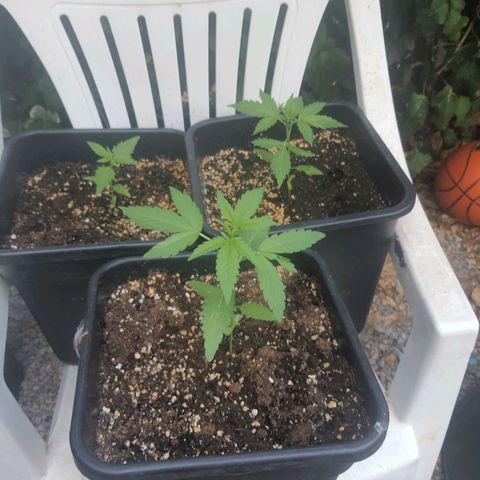 White Widow XXL Autoflowering growlog timeline photo