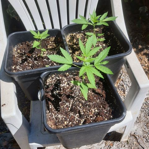White Widow XXL Autoflowering growlog timeline photo