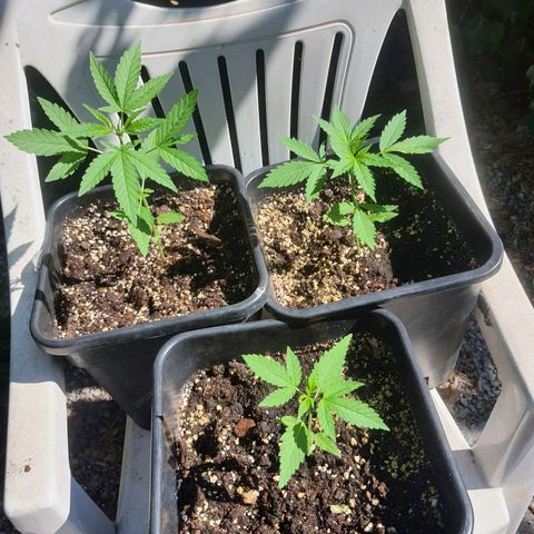 White Widow XXL Autoflowering growlog timeline photo