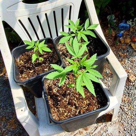 White Widow XXL Autoflowering growlog timeline photo