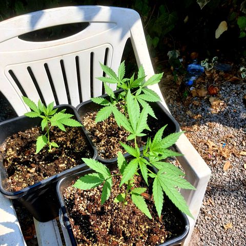White Widow XXL Autoflowering growlog timeline photo