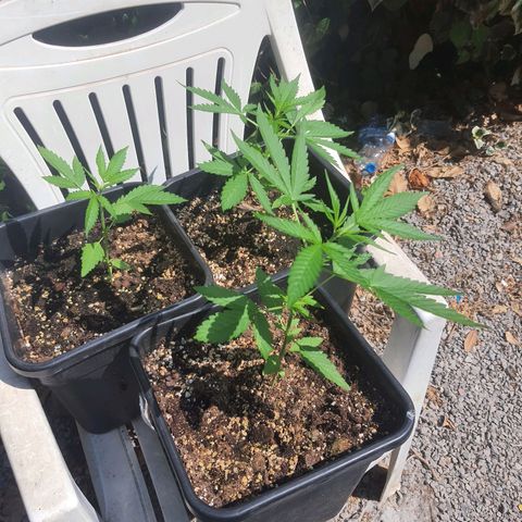 White Widow XXL Autoflowering growlog timeline photo
