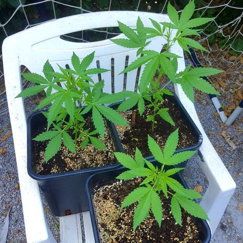 White Widow XXL Autoflowering growlog timeline photo