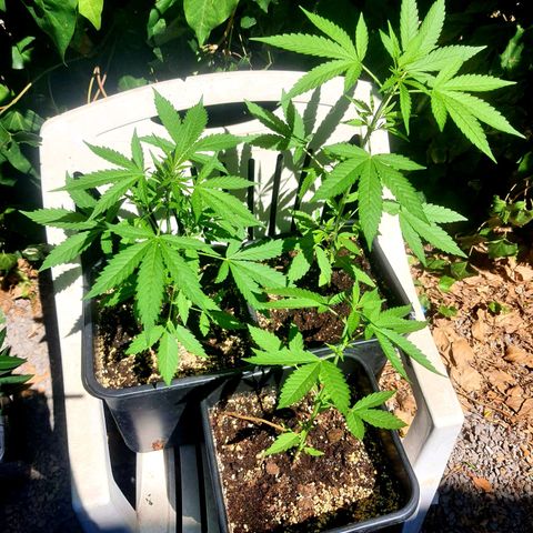 White Widow XXL Autoflowering growlog timeline photo