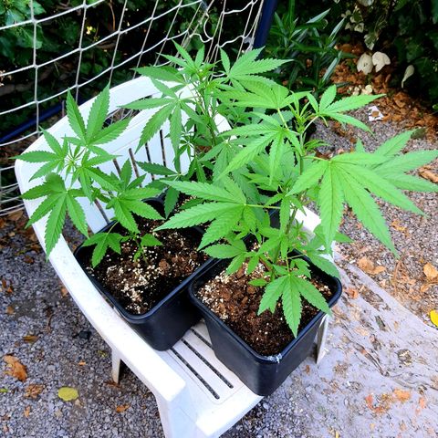 White Widow XXL Autoflowering growlog timeline photo